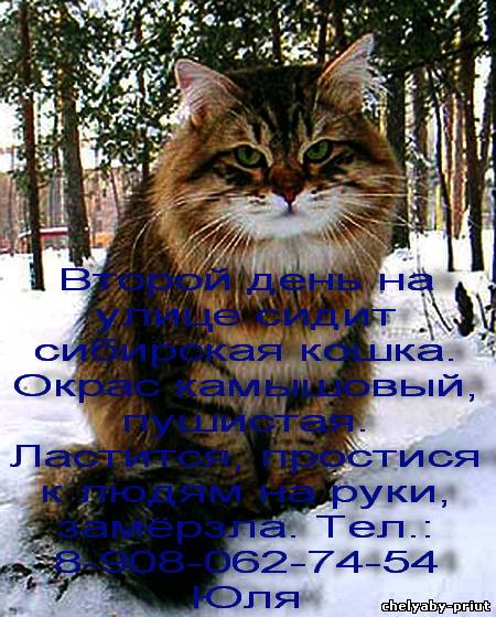 сибирская кошка описание характера